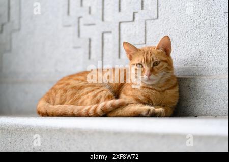 Orange tabby reposant sur son dos. Banque D'Images