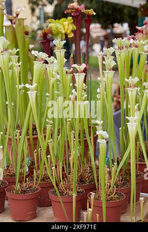 Sarracenia, pichet vert et plantes rouges dans des vases Banque D'Images