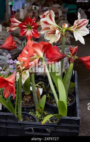 Plantes d'amaryllis avec des fleurs rouges et blanches dans des vases Banque D'Images