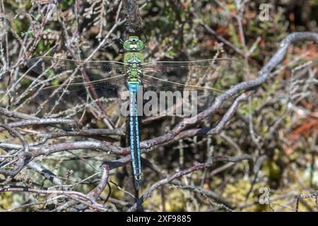 Empereur libellule (Anax imperator) mâle perché sur bruyère pendant juin, Angleterre, Royaume-Uni Banque D'Images