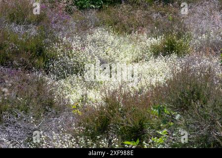 Paille de lit de Heath (Galium saxatile), une parcelle de la plante blanche à floraison ou fleur sauvage sur le site de Hampshire Heathland en juin, Angleterre, Royaume-Uni Banque D'Images