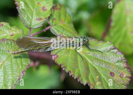 Demoiselle damselfly (Calopteryx splendens) femelle perchée dans des ronces, Angleterre, Royaume-Uni Banque D'Images