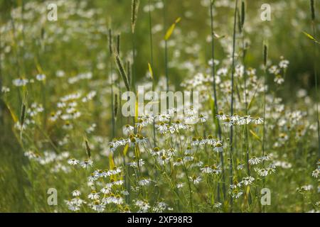 Camomille et herbes sur une prairie verte qui donne une impression calme et idyllique, Muensterland, Rhénanie du Nord-Westphalie, Allemagne Banque D'Images