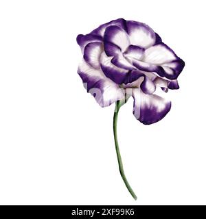 Eustoma ou lisianthus. grande fleur de couleurs blanche et violette. La tige est verte. Illustration aquarelle. Banque D'Images