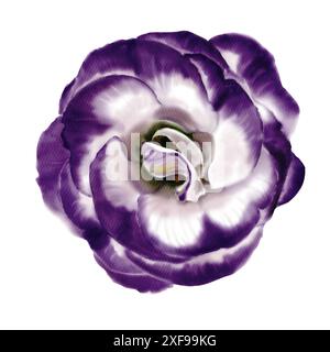 Gros bourgeon de fleur. Lisianthus, rose, eustoma ou bellflower. Couleurs blanc, violet et vert néon. Illustration aquarelle. Banque D'Images