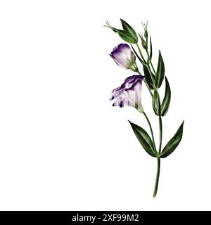 Fleur d'Eustoma, Lisianthus ou Campanula. Tige verte mince avec deux fleurs et bytons. Vue latérale. Incliner vers la gauche. Blanc et violet. Aquarelle Banque D'Images