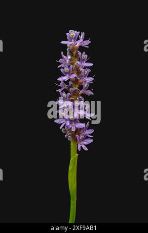 Vue rapprochée de la fleur bleu lavande de la plante aquatique pontederia cordata aka pickerelweed isolée sur fond noir Banque D'Images