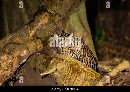 Ocelot (Felis pardalis) Pantanal Brésil Banque D'Images