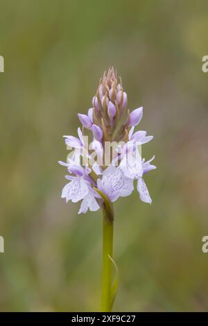 Heath Spotted-Orchid dans le Dorset UK Banque D'Images
