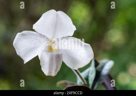 Vue rapprochée de dame pantoufle orchidée espèce paphiopedilum niveum avec fleur blanche fleurissant à l'extérieur isolé sur fond naturel Banque D'Images