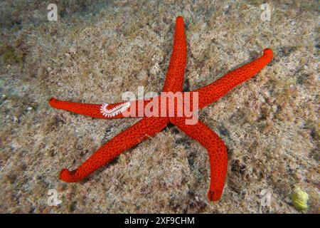 Une étoile méditerranéenne de la mer rouge (Echinaster sepositus) repose sur un fond marin recouvert d'algues. Un ver à soies de feu (Hermodice carunculata) repose sur un bras. Plongez Banque D'Images