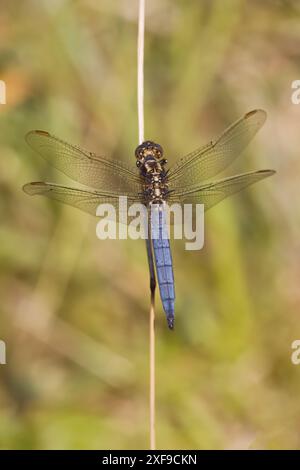 Skimmer Dragonfly mâle à quille dans le Dorset Royaume-Uni Banque D'Images