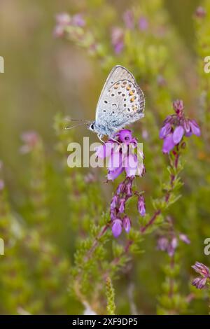 Papillon bleu argenté mâle dans le Dorset UK Banque D'Images