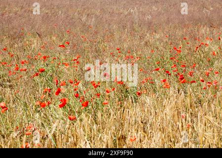 Un champ de coquelicots près de Gatow, Berlin, Allemagne Banque D'Images