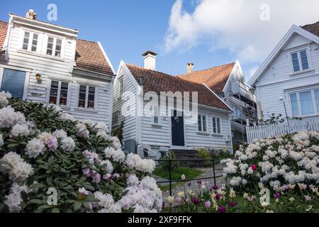 Maisons en bois blanc avec des arbustes et des fleurs en fleurs, nichées dans une atmosphère printanière confortable, stavanger, norvège Banque D'Images