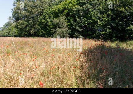 Un champ de coquelicots près de Gatow, Berlin, Allemagne Banque D'Images