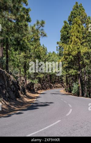 Une route, coupant à travers des pins luxuriants et verts par une journée ensoleillée et lumineuse Banque D'Images