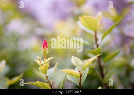 Le bourgeon d'une fleur d'Hibiscus rouge, sur le point de fleurir Banque D'Images
