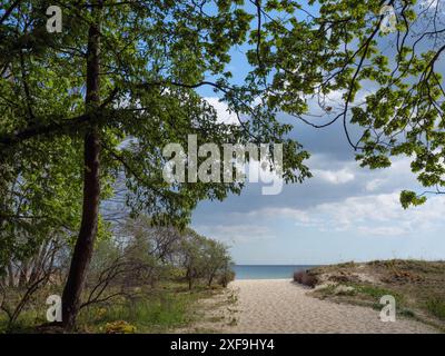 Étroit chemin de plage mène à la mer, entouré d'arbres et de sable, ciel bleu en arrière-plan, sopot, mer baltique, pologne Banque D'Images