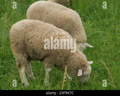 Deux moutons qui paissent sur une prairie verte, Velen, Rhénanie du Nord-Westphalie, Allemagne Banque D'Images