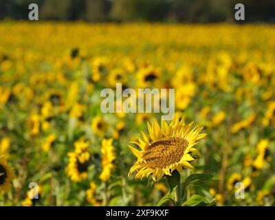 Un seul tournesol plein au premier plan, encastré dans un champ sans fin de tournesols par un jour d'automne ensoleillé, Weseke, Rhénanie du Nord-Westphalie, Allemagne Banque D'Images