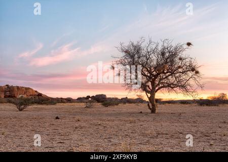 Beau lever ou coucher de soleil dans la savane africaine avec arbre, Namibie Afrique Banque D'Images