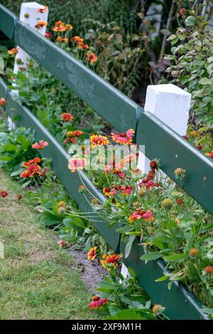 Fleurs colorées fleuries le long d'une clôture verte dans un jardin bien entretenu, spiekeroog, mer du Nord, allemagne Banque D'Images