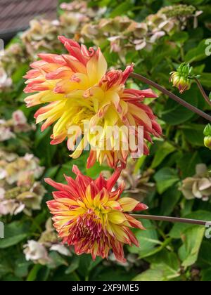 Deux fleurs de dahlia colorées dans un jardin, Spiekeroog, mer du Nord, allemagne Banque D'Images