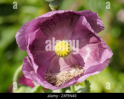 Plan macro d'une fleur de pavot pourpre en pleine floraison dans un jardin de printemps, raesfeld, muensterland, allemagne Banque D'Images