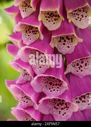 Gros plan de fleurs de foxglove violettes poussant ensemble dans le jardin, suedlohn, muensterland, allemagne Banque D'Images