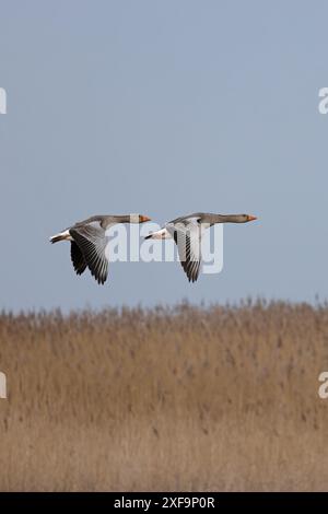 Greylag Goose (Anser anser) deux vols Norfolk avril 2024 Banque D'Images