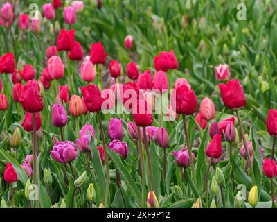 Tulipes vibrantes dans différentes nuances de rouge et rose fleurissent dans un champ vert, urk, pays-bas Banque D'Images