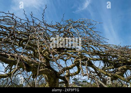 Les branches tombantes sans feuilles d’Ulmus glabra «Camperdownii» Weeping Wych Elm dans Trenance Gardens à Newquay en Cornouailles au Royaume-Uni. Banque D'Images