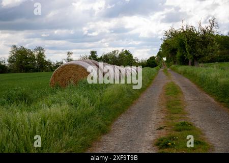 Chemin de terre avec ronds de balles de foin au bord et arbres, nuageux Banque D'Images