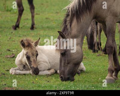 Cheval et poulain couché sur une prairie verte, merfeld, Rhénanie du Nord-Westphalie, Allemagne Banque D'Images