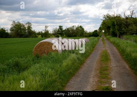 Chemin de terre avec ronds de balles de foin au bord et arbres, nuageux Banque D'Images