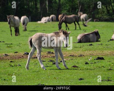 Un poulain courant dans un pâturage vert avec des chevaux se reposant et pâturant en arrière-plan par temps ensoleillé, merfeld, muensterland, allemagne Banque D'Images