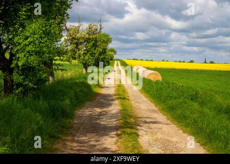 Chemin de terre avec ronds de balles de foin au bord et arbres, nuageux Banque D'Images