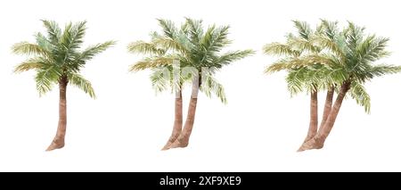 Ensemble de date Palm Tree illustration vectorielle. Illustration de Vecteur