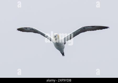 Volant du nord, Morus bassanus Britains plus grand oiseau de mer. Pembrokeshire, pays de Galles, Royaume-Uni Banque D'Images
