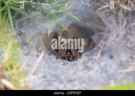 Labyrinthe araignée Agelena labyrinthica dans sa toile. Pembrokeshire, pays de Galles, Royaume-Uni Banque D'Images