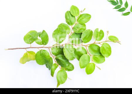 Jeunes feuilles de jujube isolées sur fond blanc, feuilles de jujube avec des fleurs, Ziziphus nummularia poussant dans le jardin. Cette plante est un arbuste. Banque D'Images