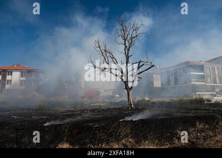 Un incendie dans un champ près de la ville. Un arbre brûla dans le feu. Banque D'Images