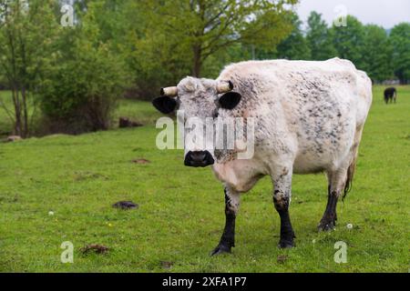 Une vache blanche pèle sur une prairie verte avec de l'herbe fraîche et luxuriante. Une vache pèle dans la campagne en plein air. Banque D'Images