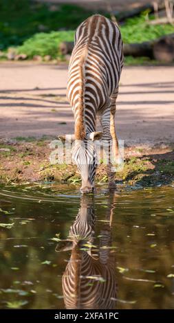 Un zèbre boit de l'eau au zoo. Gros plan Banque D'Images