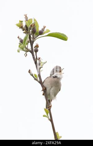 Commune Greater Whitethroat (Sylvia communi) chantant Norfolk mai 2024 Banque D'Images