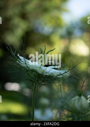 Profil d'une fleur de nigelle (Nigella damascena 'Albion Green Pod') montrant les étamines vertes saillantes et les pétales blancs sur un fond flou Banque D'Images