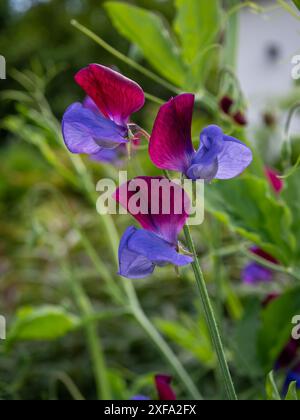 Lathyrus odoratus 'Cupani' (pois doux Cupani) fleurit contre le feuillage vert dans un jardin de coupe au Royaume-Uni en été de près Banque D'Images