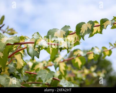 Feuilles de lierre panachées contre un ciel bleu légèrement nuageux au printemps ; un fond botanique frais et aéré avec de l'espace pour la copie Banque D'Images
