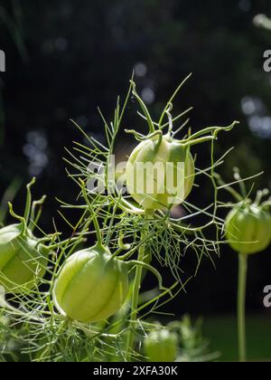 Les têtes de graines de Nigella damascena 'Albion Green Pod' se rapprochent et éclairées par le soleil dans un jardin de coupe sauvage au début de l'été en Grande-Bretagne Banque D'Images